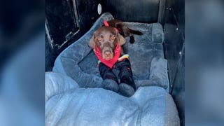 (Video) Perro policía sobrevive a caída desde paso elevado en EE. UU.