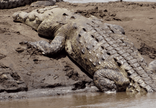 Cocodrilos del río Tárcoles tienen cada vez menos espacio para habitar