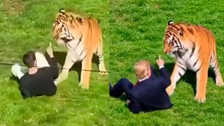 (Video) Trump se mofa de ataque mortal de tigre con video de IA