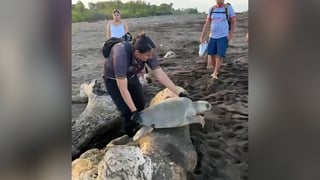 (Video) Así rescataron a tortugas atrapadas en Ostional
