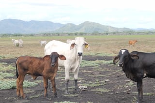 Más de $30 millones para enfrentar el cambio climático en Guanacaste siguen sin ejecutarse