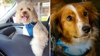Montes de Oca ofrecerá vacunación gratuita para perros