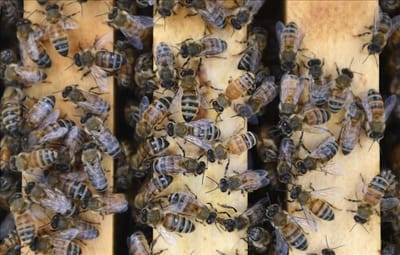 Miel de abejas sin aguijón tendría importante papel en la resistencia a los antibióticos. (Imagen ilustrativa).