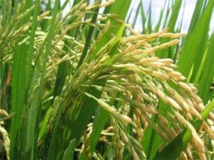 Producción de arroz. (Archivo/CRH).