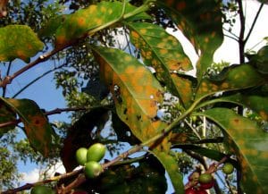 La roya afecta a decenas de productores costarricenses. CRH.