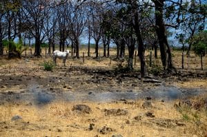 En los últimos 3 años, Guancasate ha sufrido la peor sequía en casi 80 años. (Archivo CRH)