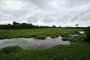 Esfuerzos que realiza Costa Rica para la protección de los humedales son ejemplo para otros países.
