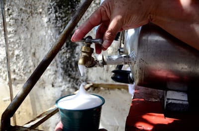 Se ve rico y sabe mucho mejor. El chinchiví es una de las bebidas preferidas en Alajuelita. (Daniela Abarca|CRHOY)