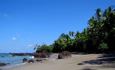 Corcovado alberga el 2,5% de la biodiversidad de todo el mundo (Archivo).