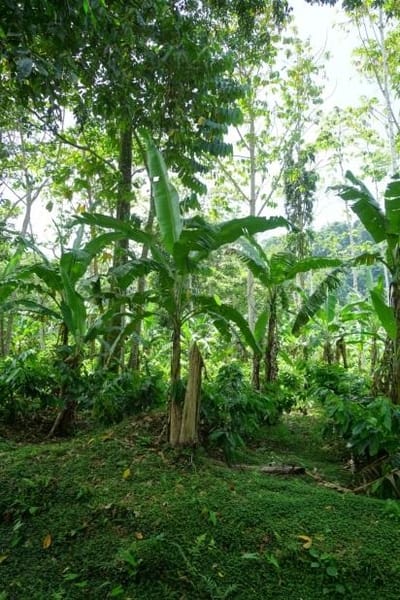 Indígenas de Talamanca dependen de la agricultura. (Foto: TEC).