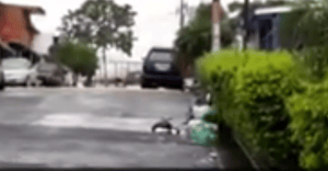 basura2