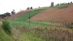 (Cortesía).