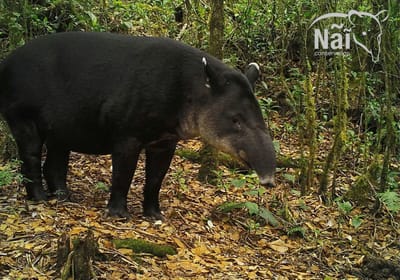 La danta es una especie en peligro de extinción que se ve amenazada por la destrucción de su hábitat, caza y atropellos en carreteras. (Nai Conservation)