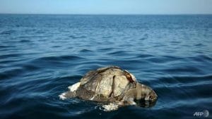 Científicos tomaron muestras de los animales muertos. (AFP)