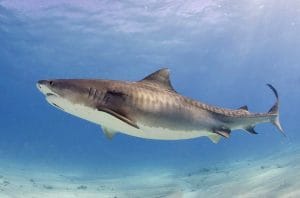 Imagen de un ejemplar del tiburón tigre. Tomada de Wikipedia.Org