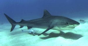 Imagen de un ejemplar del tiburón tigre. Tomada de Wikipedia.Org