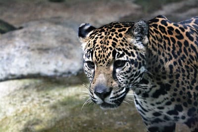 El jaguar es una de las especies que será resguardada en el nuevo Parque Nacional Jorge Manuel Dengo Obregón