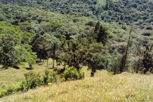 En San Rafael de Heredia hay bosques a las faldas de un cerro, incluido en el área protegida. (Imagen cortesía de Quirico Jiménez)
