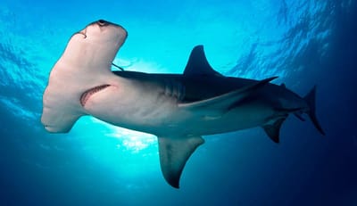 El tiburón martillo es una especie en peligro de extinción. (Imagen cortesía de Bufete Energy Law)
