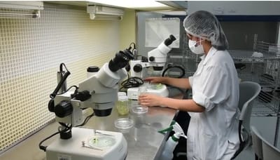 Investigadores probaron extractos de la raíz en células cancerígenas. (Captura de pantalla de video del TEC).