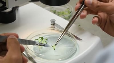 Desde hace 3 años científicos producen planta "chilillo" in vitro. (Captura de pantalla video del TEC).