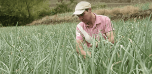 Santiago Vega Víquez, agricultor de la zona norte de Cartago, utilizó los sensores "Watermark" y "WaterScout SM 100", en su cultivo de cebolla y los resultados han sido positivos. Foto Ruth Garita/OCM.