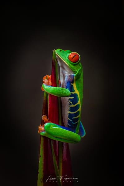 Carousel image