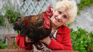 El gallo Maurice con su propietaria