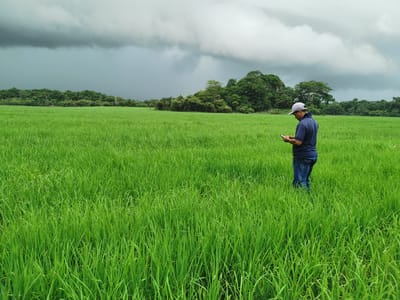 Plantación de arroz. (Archivo/CRH).