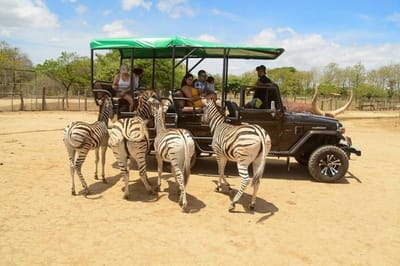 (Imagen tomada del Facebook Ponderosa Adventure Park).
