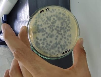 Científicas tratan de cuantificar la carga viral del SARS-CoV-2 en las aguas residuales. Imagen de UCR.