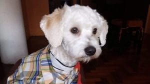 Perro lleva 10 días retenido en Madrid