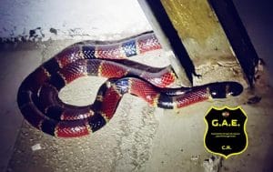 Foto tomada del Grupo Apoyo para Emergencias GAE