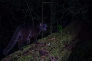 Oncilla Melanística, fotografía de Benjamin Luke