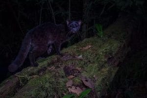 Oncilla Melanística, fotografía de Benjamin Luke
