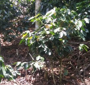 Plantación de Café de la Familia Rodríguez Cruz