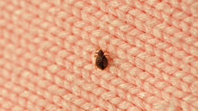 La enfermedad de Chagas podría ser mortal, por lo que el país realiza un monitoreo de cerca (Tomada de Internet)
