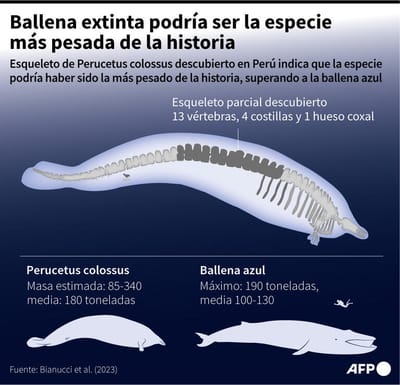 Infografía con el esqueleto de "Perucetus colossus", una especie de ballena extinta descubierta recientemente, y que podría tratarse del animal más pesado que haya existido – AFP / AFP / JULIA HAN JANICKI