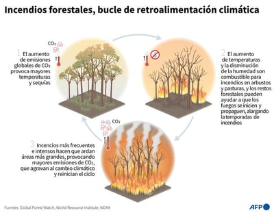 Gráfico explicativo que muestra cómo el aumento de las emisiones globales de CO2 puede conducir a condiciones más propensas a incendios, y cómo más incendios pueden conducir a mayores emisiones, lo que perpetúa el ciclo – AFP / AFP / JULIA HAN JANICKI