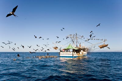 Pesca de arrastre en aguas del pacífico de Costa Rica. Cortesía MarViva