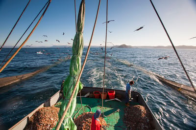 Pesca de arrastre. Con fines ilustrativos. Cortesía MarViva