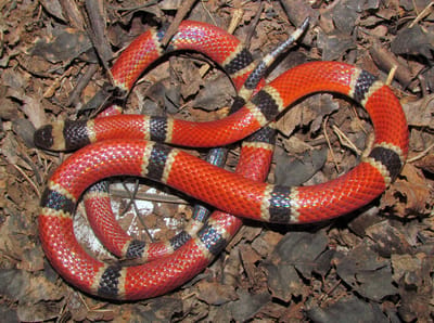 Serpiente Coral