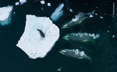 Fotografía que formó parte del concurso anual Fotógrafo de Vida Silvestre del Año.