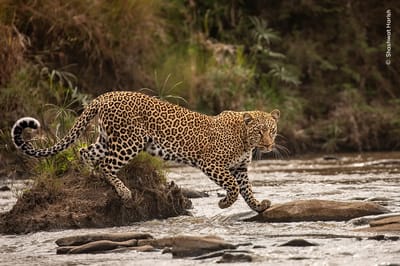 Fotografía que formó parte del concurso anual Fotógrafo de Vida Silvestre del Año.