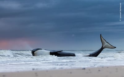 Fotografía que formó parte del concurso anual Fotógrafo de Vida Silvestre del Año.