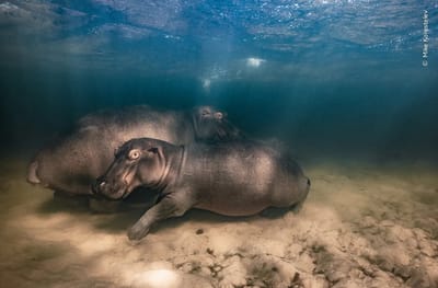 Fotografía que formó parte del concurso anual Fotógrafo de Vida Silvestre del Año.