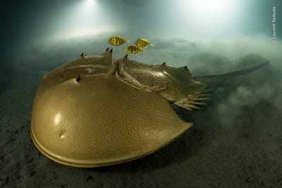 Fotografía que formó parte del concurso anual Fotógrafo de Vida Silvestre del Año.