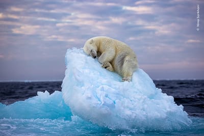 Fotografía que formó parte del concurso anual Fotógrafo de Vida Silvestre del Año.