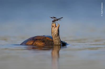 Fotografía que formó parte del concurso anual Fotógrafo de Vida Silvestre del Año.