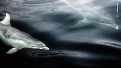 Fotografía que formó parte del concurso anual Fotógrafo de Vida Silvestre del Año.